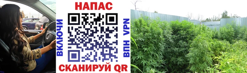 Конопля VHQ Купить где Билибино